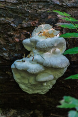 Bitter Bracket (Postia stiptica)