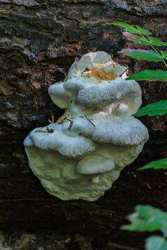 Bitter Bracket (Postia stiptica)