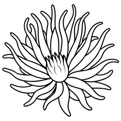 sea anemone outline coloring book page line art drawing