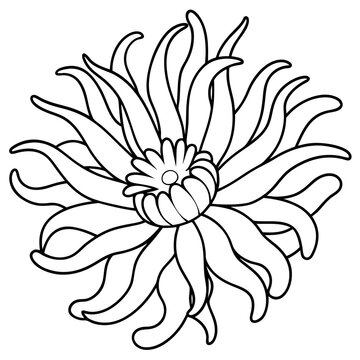 recommend clip art: sea anemone outline coloring book page line art drawing