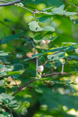 creeping snowberry (Symphoricarpos mollis)