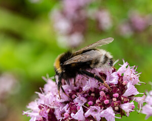 beautiful, summer flower close-up, insect in flower, plant pollination, mid summer, flowering time, flowers