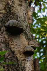 Hoof Fungus (Fomes fomentarius)