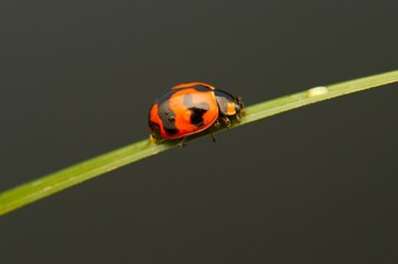 ladybug on a leaf