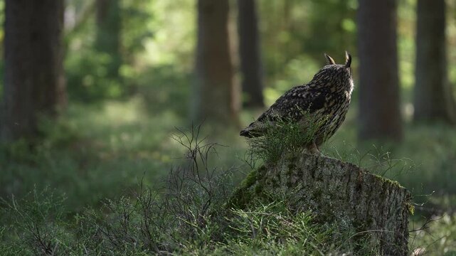 Eagle owl, Bubo bubo, on the tree stump in the misty morning forest. Bird in the nature habitat, nature wildlife. Animal from, Czech repubic, Europe. Eagle owl, with trees and sunset light.