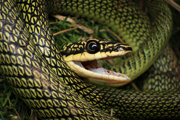 Close-up of the green snake ,Golden Tree Snake (Chrysopelea ornata) in the nature