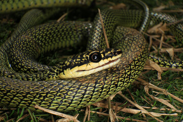 Close-up of the green snake ,Golden Tree Snake (Chrysopelea ornata) in the nature