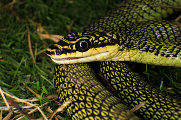 Close-up of the green snake ,Golden Tree Snake (Chrysopelea ornata) in the nature