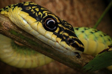 Close-up of the green snake ,Golden Tree Snake (Chrysopelea ornata) in the nature