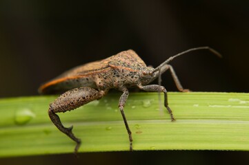 giant leaf footed bug, a leaf-eating insect