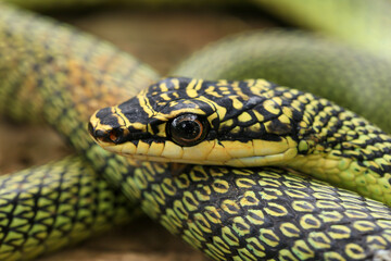 Close-up of the green snake ,Golden Tree Snake (Chrysopelea ornata) in the nature