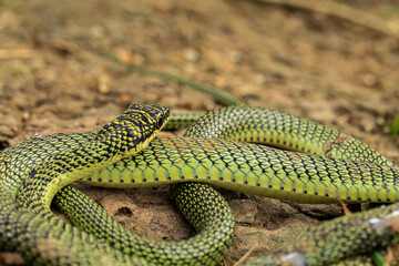 Close-up of the green snake ,Golden Tree Snake (Chrysopelea ornata) in the nature