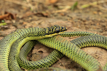Fototapeta premium Close-up of the green snake ,Golden Tree Snake&nbsp;(Chrysopelea ornata)&nbsp;in the nature