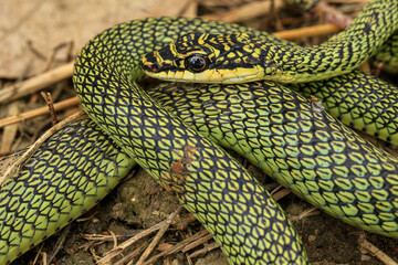 Fototapeta premium Close-up of the green snake ,Golden Tree Snake&nbsp;(Chrysopelea ornata)&nbsp;in the nature