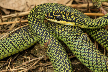 Close-up of the green snake ,Golden Tree Snake (Chrysopelea ornata) in the nature