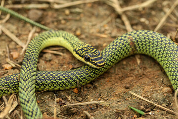Close-up of the green snake ,Golden Tree Snake (Chrysopelea ornata) in the nature