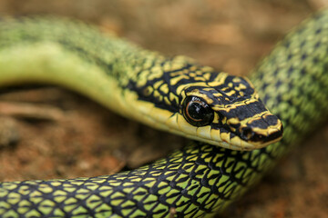 Close-up of the green snake ,Golden Tree Snake (Chrysopelea ornata) in the nature