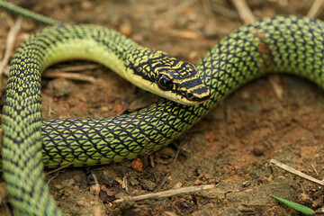 Close-up of the green snake ,Golden Tree Snake (Chrysopelea ornata) in the nature