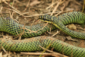 Close-up of the green snake ,Golden Tree Snake (Chrysopelea ornata) in the nature