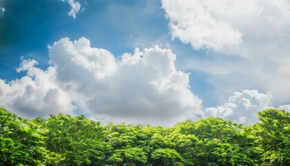 Obraz premium green grass and blue sky