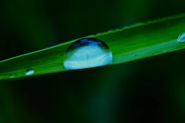 water drops on a green leaf