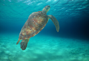 Fototapeta premium a sea turtle on a reef in the caribbean sea