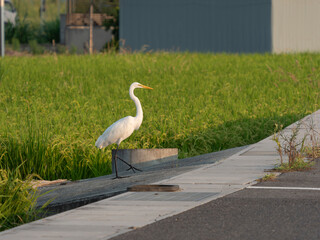 街中の田んぼを歩くダイサギ