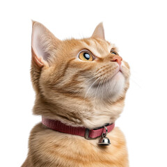 A stunning close-up portrait of an orange cat with bright eyes, expressing curiosity and charm against a soft background.