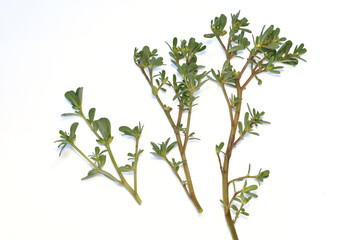 Portulaca oleracea, common purslane. High quality photo