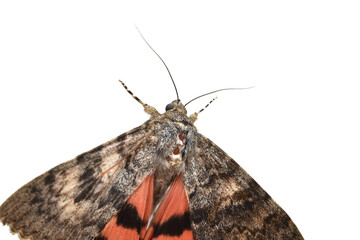 Catocala butterfly sitting on white. Close-up. High quality photo