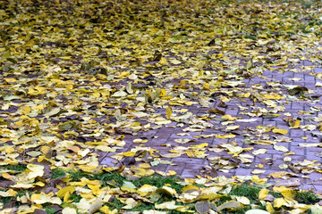 View of the road after rain in autumn. Yellow leaves lie in puddles.