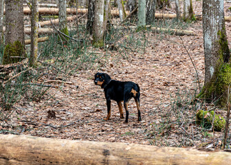 spring walk with a dog in the forest, bare trees, nature without greenery, the ground is covered with dry tree leaves