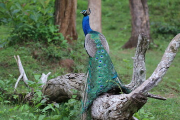 Naklejka premium Peacock