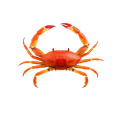  Crabe rouge isol&eacute;