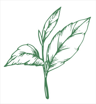 green leaves sketch on white background