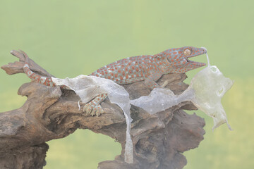 A tokay gecko is undergoing a period of molting. This reptile has the scientific name Gekko gecko.

