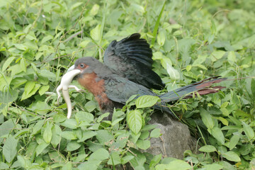 A young chestnut-breasted malkoha is preying on a common sun skink. This beautifully colored bird has the scientific name Phaenicophaeus curvirostris.