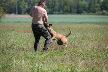 Belgian Shepherd jumping on the field with a rope in his mouth