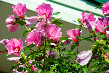 Nature beauty. Hibiscus flower flowering in the garden. Flowering hibiscus flower. Nature of flower. Summer hibiscus in bloom. Blossoming hibiscus botany flower