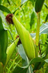 Organic maize field. Corn crop harvest in village. Field of corn. Maize crop harvest. Agriculture and harvesting in farm. Corn crop. Maize harvest farming. Cultivation