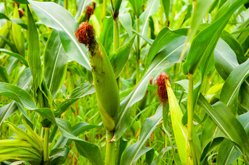 Field of corn. Maize crop harvest. Agriculture and harvesting in farm. Corn crop. Maize harvest farming. Cultivation. Organic maize field. Corn crop harvest in village. Maize cultivation