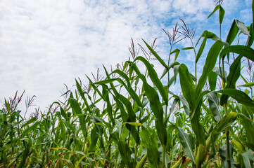 Organic maize field. Corn crop harvest in village. Field of corn. Maize crop harvest. Agriculture and harvesting in farm. Corn crop. Maize harvest farming. Cultivation. Ethanol production