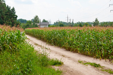 Road way in village field of corn. Maize crop harvest. Agriculture and harvesting in farm. Corn...