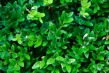 Green nature background. Natural vegetation background. Background of nature green color. Evergreen boxwood common box or European box. Buxus sempervirens. Top view