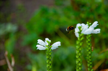 Bumblebee on Physostegia dragonhead flowering flower in nature outdoor. Bumble bee. Selective focus