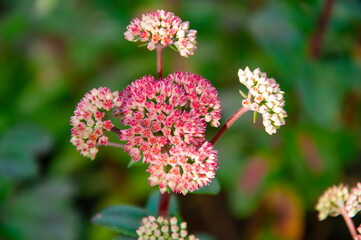 Pink orpine flower flowering in nature outdoor. Livelong orpine flower in nature