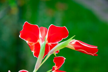 Gladiolus flower red color. Flower of gladiolus flowering red color. Red gladiolus flower outdoor in nature. Gladiolus closeup