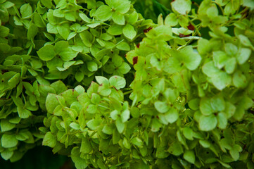 Hydrangea flower garden. Summer hydrangea. Hydrangea background. Summer spring nature. Blooming spring flower. Summer green flower. Greenhouse spring plant. Hydrangea in summer garden