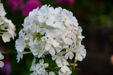 Phlox flower flowering white color in outdoor garden. Floral nature. Flourish plant. Summer phlox
