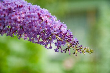 Buddleja flower purple color outdoor. Flowering purple Buddleia or Buddleja in the garden. Summer lilac. Orange eye flower. Lilac color
